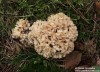 kotrč kadeřavý (Houby), Sparassis crispa (Fungi)